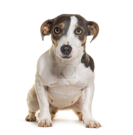 Téléchargez les photos : Jack Russel Terrier, isolé sur blanc - en image libre de droit