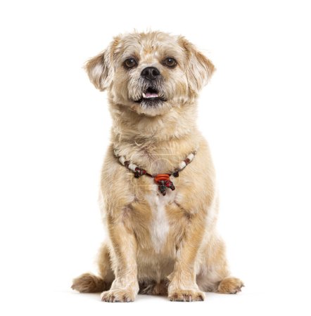 Photo for Mongrel Dog wearing a hippie collar, isolated on white - Royalty Free Image