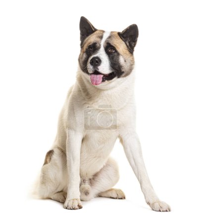 Photo for American Akita panting, isolated on white - Royalty Free Image