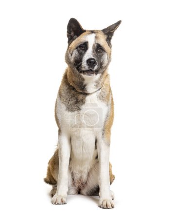 Photo for Sitting American Akita wearing a collar, isolated on hite - Royalty Free Image