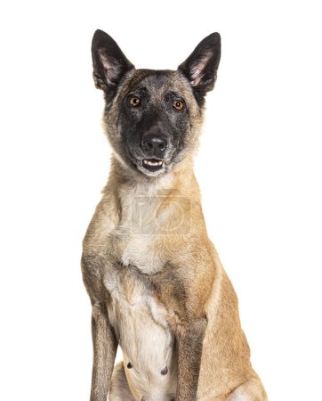 Téléchargez les photos : Tête d'un chien Tervuren, isolé sur blanc - en image libre de droit