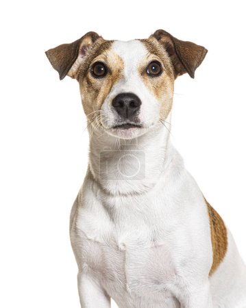 Téléchargez les photos : Prise de vue d'un Jack Russel Terrier, isolé sur blanc - en image libre de droit