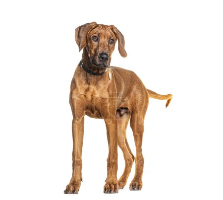 Photo for Young Rhodesian Ridgeback wearing a collar, isolated on white - Royalty Free Image