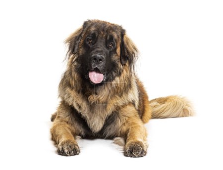 Photo for Portrait of a Leonberger panting, isolated on white - Royalty Free Image