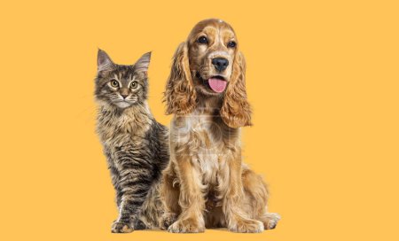 Photo for Sitting cat and dog, English cocker spaniel and Maine Coon kitten cat looking away against yellow backgroun - Royalty Free Image