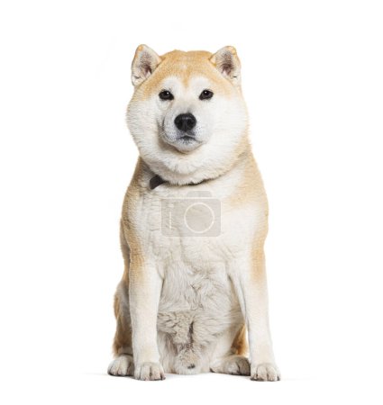 Photo for Sitting Shiba inu wearing a dog collar, isolated on white - Royalty Free Image