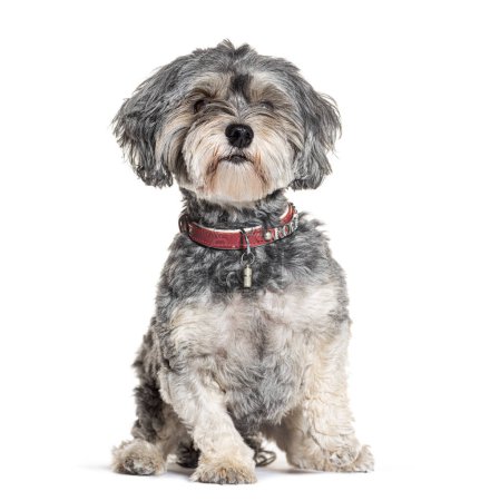 Photo for Havanese wearing a dog collar, isolated on white - Royalty Free Image