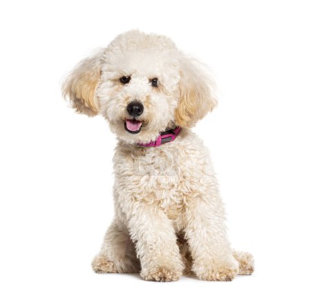 Foto de Poodle sentado, feliz, jadeando, usando un collar de perro, aislado en blanco - Imagen libre de derechos