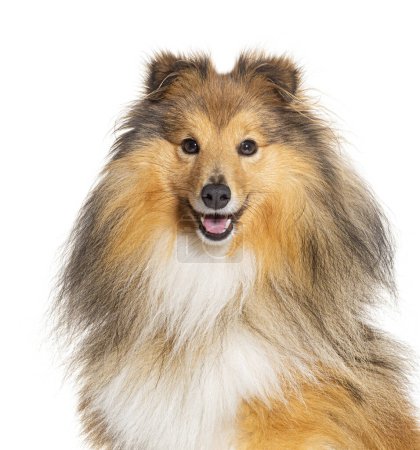 Photo for Head shot of Happy Sheltie panting, isolated on white - Royalty Free Image