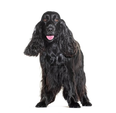 Photo for Panting Black Cocker spaniel standing in front of white - Royalty Free Image