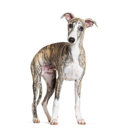 Photo for Young Whippet, four months old, standing and looking at the camera in front of white background - Royalty Free Image