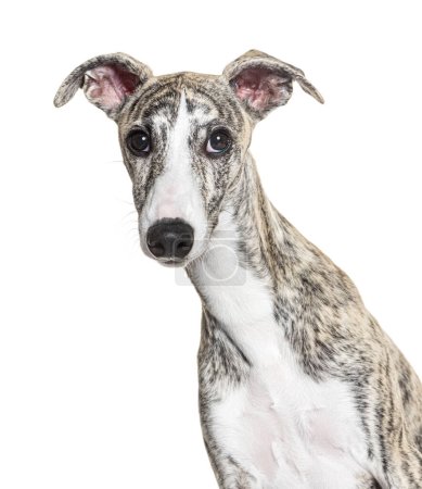 Photo for Head shot of a Young Whippet, four months old, looking at the camera in front of white background - Royalty Free Image