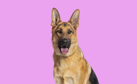 Photo for Head shot of a German shepherd panting and looking at the camera against pink background - Royalty Free Image