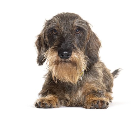 Photo for Long haired Dachshund, isolated on white - Royalty Free Image
