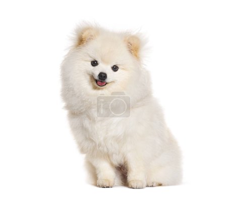 Photo for Happy Puppy Pomeranian sitting and looking at the camera, six months old, panting, isolated on white - Royalty Free Image