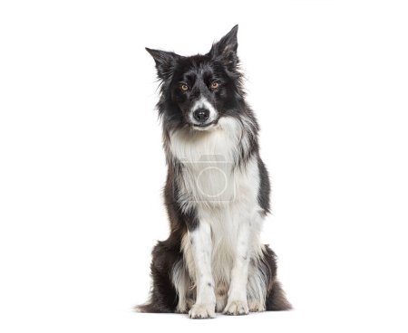Photo for Black and white sitting Border collie with a piercing gaze, isolated on white - Royalty Free Image