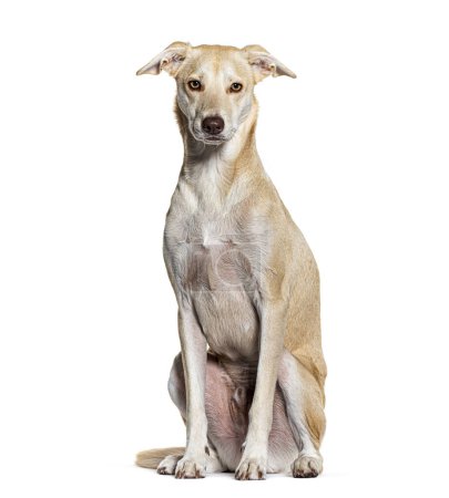 Photo for Mongrel Dog, isolated on white - Royalty Free Image