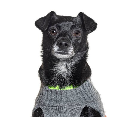 Photo for Mongrel Dog wearing a grey and green woollen pet shirt, isolated on white - Royalty Free Image