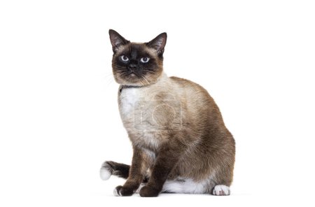Téléchargez les photos : Chat croisé portant un collier de chat, isolé sur blanc - en image libre de droit