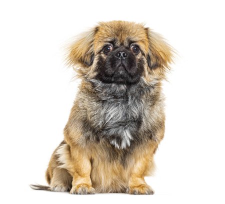 Photo for Pekingese looking at the camera portrait, isolated on white - Royalty Free Image