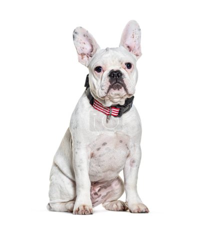 Téléchargez les photos : Bouledogue français portant un collier de chien, isolé sur blanc - en image libre de droit