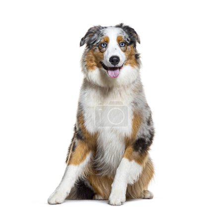 Photo for Australian Shepherd panting, wearing a dog collar, isolated on white - Royalty Free Image