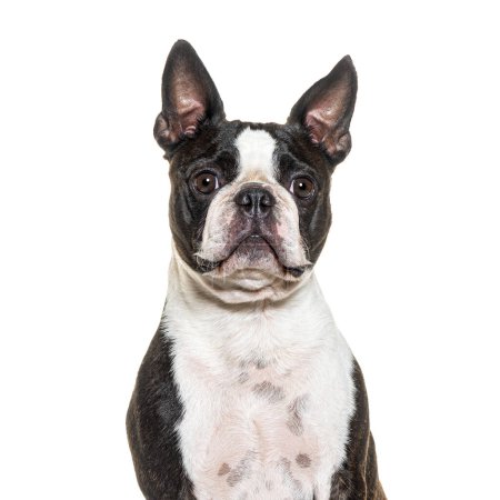 Téléchargez les photos : Portrait d'un Boston Terrier, isolé sur blanc - en image libre de droit