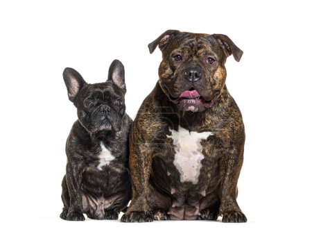 Téléchargez les photos : Bulldog français et American Bully, isolés sur blanc - en image libre de droit