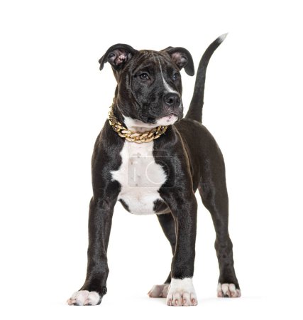 Téléchargez les photos : Chiot Pit Bull portant un collier chaîne doré, 3 mois, isolé sur blanc - en image libre de droit