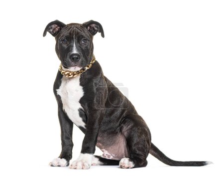 Photo for Pit Bull Puppy wearing a golden Chain collar, 3 months old , isolated on white - Royalty Free Image