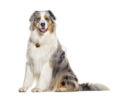 Photo for Red merle Australian Shepherd wearing a collar, isolated on white - Royalty Free Image