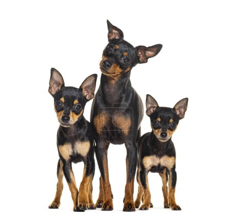 Photo for Mother Miniature Pinscher and puppies four months old, isolated on white - Royalty Free Image
