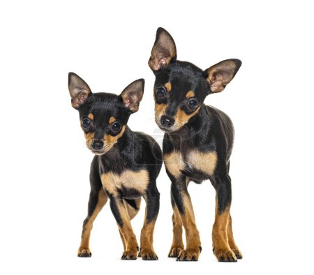 Foto de Dos cachorros Pinscher miniatura de cuatro meses juntos, aislados en blanco - Imagen libre de derechos