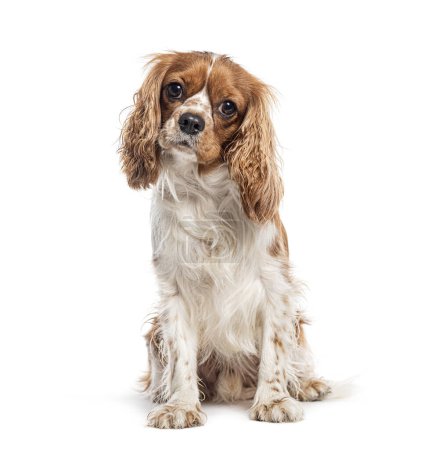 Photo for Cavalier King Charles sitting looking at the camera, isolated on white - Royalty Free Image