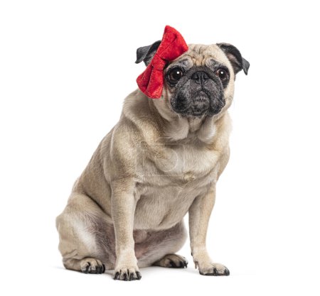 Photo for Sitting Pug with a red bow, isolated on white - Royalty Free Image
