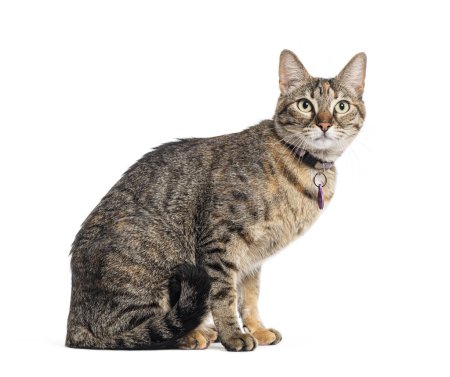 Foto de Tabby rayas cruzadas gato con un collar de gato, aislado en blanco - Imagen libre de derechos