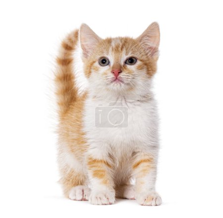 Téléchargez les photos : Chat roux chaton, isolé sur blanc - en image libre de droit