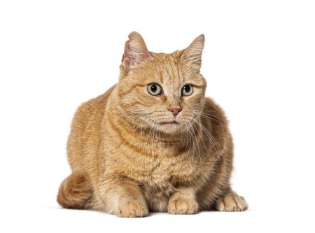 Foto de Viejo jengibre cruzado gato, aislado en blanco - Imagen libre de derechos