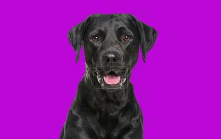 Téléchargez les photos : Gros plan d'un heureux chien Labrador noir haletant regardant la caméra, isolé sur violet - en image libre de droit