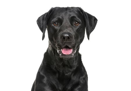 Photo for Close-up of a Happy panting black Labrador dog looking at the camera, isolated on white - Royalty Free Image