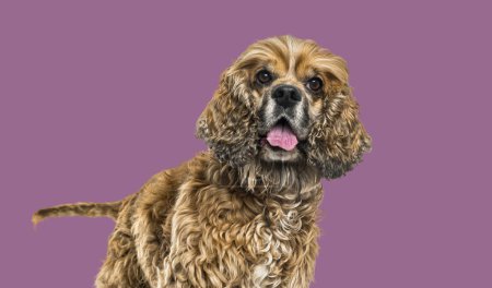 Foto de Brown Perro de raza mixta jadeando sobre fondo de color - Imagen libre de derechos