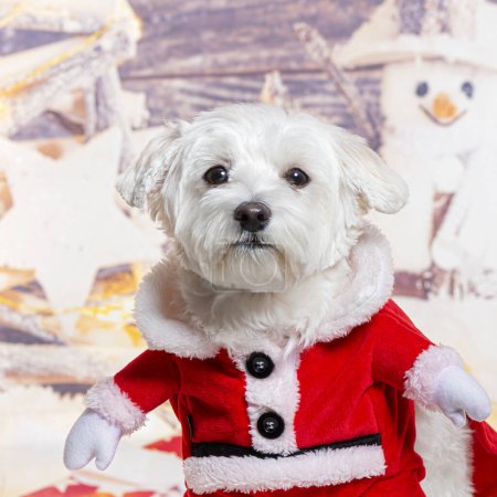 Téléchargez les photos : Maltais portant un manteau de Noël devant une décoration de Noël peinte avec un bonhomme de neige et un cadeau - en image libre de droit