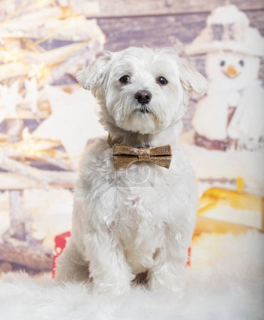 Photo for Maltese wearing a bow tie in front of a christmas decoration painted with a snowman and a present - Royalty Free Image