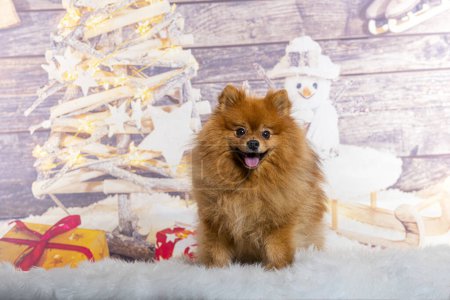 Téléchargez les photos : Spitz devant une décoration de Noël peinte avec un bonhomme de neige et un cadeau - en image libre de droit