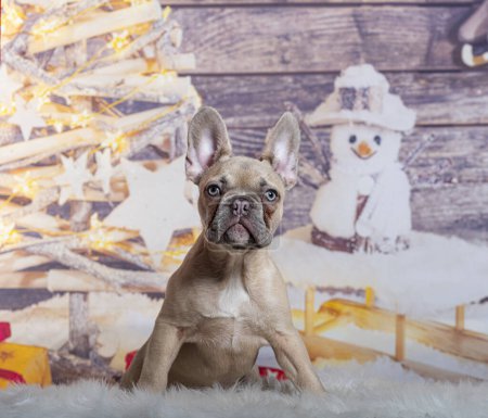 Téléchargez les photos : Chiot bouledogue français de quatre mois devant une décoration de Noël peinte avec un bonhomme de neige et un cadeau - en image libre de droit