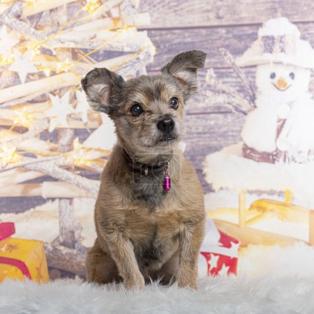 Foto de Perro frente a una decoración navideña pintado con un muñeco de nieve y un regalo - Imagen libre de derechos