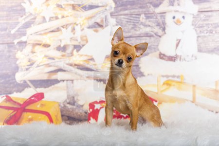 Téléchargez les photos : Chihuahua devant une décoration de Noël peinte avec un bonhomme de neige et un cadeau - en image libre de droit