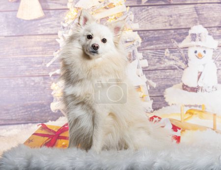 Téléchargez les photos : Spitz devant une décoration de Noël peinte avec un bonhomme de neige et un cadeau - en image libre de droit
