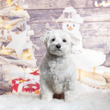 Téléchargez les photos : Chien devant une décoration de Noël peinte avec un bonhomme de neige et un cadeau - en image libre de droit