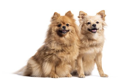 Téléchargez les photos : Deux chiens Spitz assis ensemble, haletant et regardant la caméra, isolés sur blanc - en image libre de droit